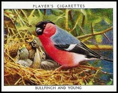 1 Bullfinch and Young